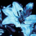 monochromtic-blue